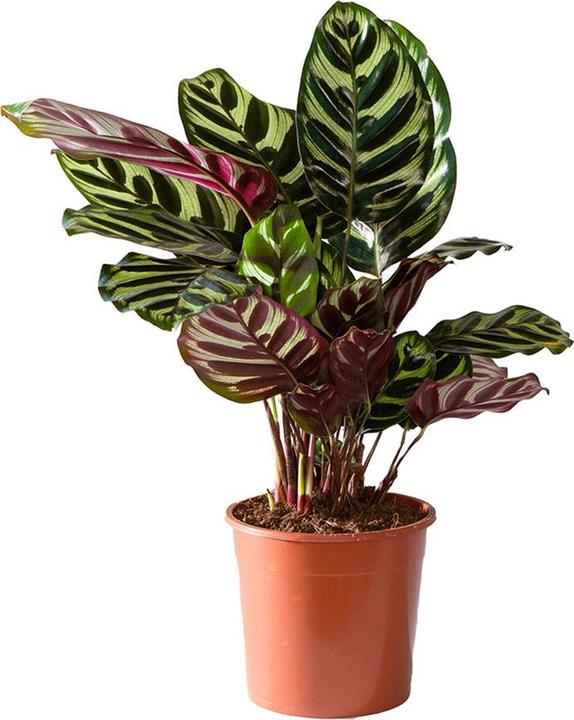 Produktbild VEG and the City Sagres (Korbmarante - Calathea makoyana) (35 cm)