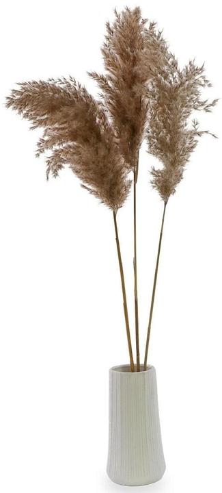 Soli Collection Dried flowers pampas grass set of 3, natural colors (Pampas grass)