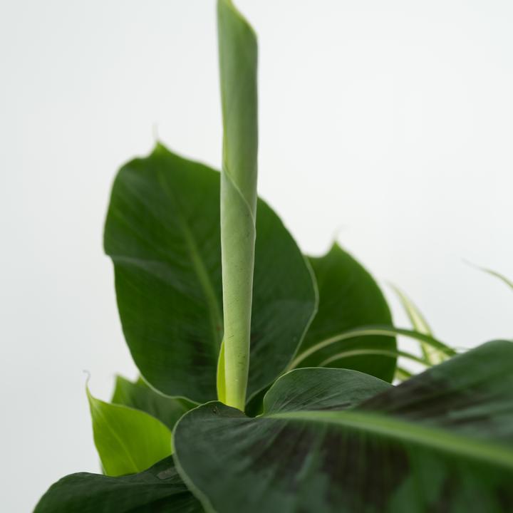 Actual product image Plant in a Box Chlorophytum, Cyperus, Musa, Areca - Mixture of 4 Pet-friendly plants (25 cm)