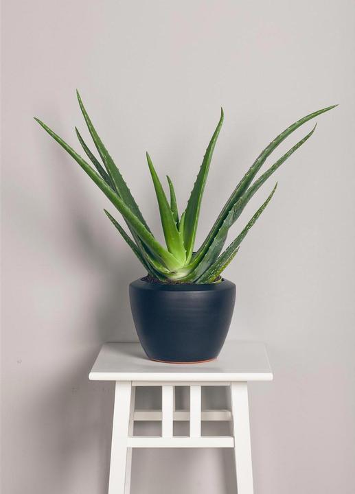 Immagine prodotto Aloe vera (40 cm)