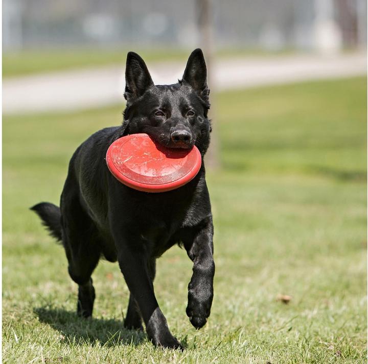 Actual product image KONG flyers (Litter toy dog)