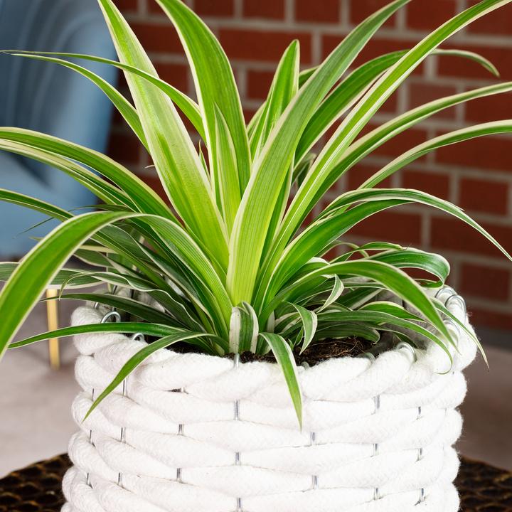 Produktbild Flowerbox Grünlilie "Ocean" - Chlorophytum Comosum (Tierfreundlich)