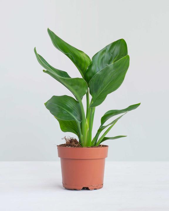 Produktbild Plantlovers Strelitzia reginae (Paradiesvogelblume) (35 cm, Frisch umgetopft)