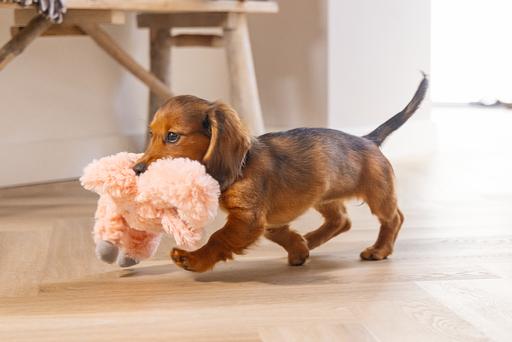 Produktbild Beeztees Cuddle Toys und Herzschlag Simulator (Welpenspielzeug, Plüschspielzeug Hund)
