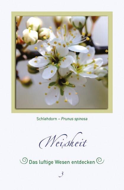 Produktbild Magische Pflanzenbilder (Deutsch, Thomas Kinkele, 2013)