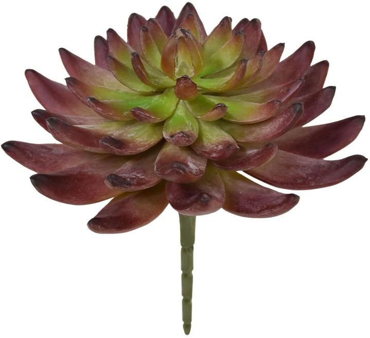 Produktbild Botanic-Haus Kunstpflanze Echeveria Kaktus 14 cm, Produkttyp (14 cm)