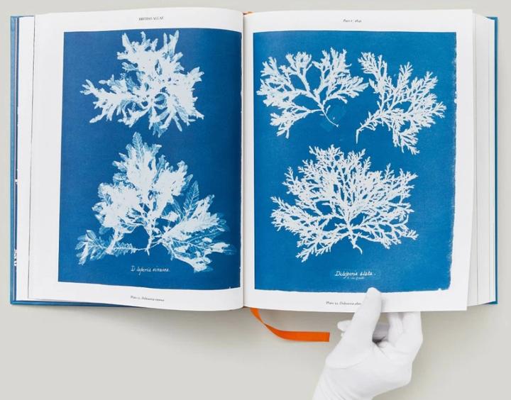 Produktbild Anna Atkins. Cyanotypes (Englisch, Französisch, Deutsch, Walther, Peter, 2023)