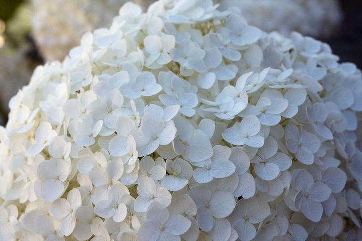 Produktbild Plant in a Box Hydrangea arborescens 'Annabelle' - 4er Set Hortensien
