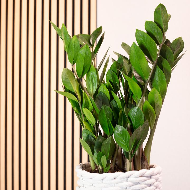 Immagine prodotto Flowerbox Piuma fortunata - Zamioculcas zamiifolia (55 cm)