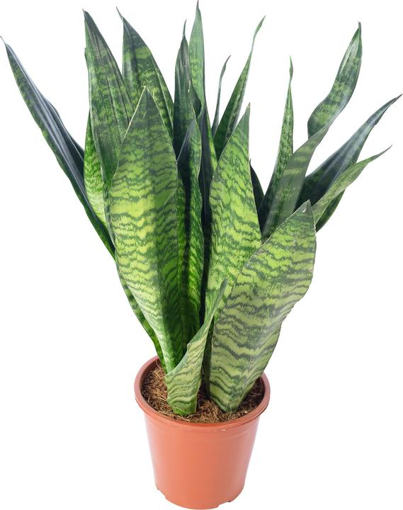 Produktbild Flowerbox Bogenhanf - Sansevieria zeylanica (65 cm)