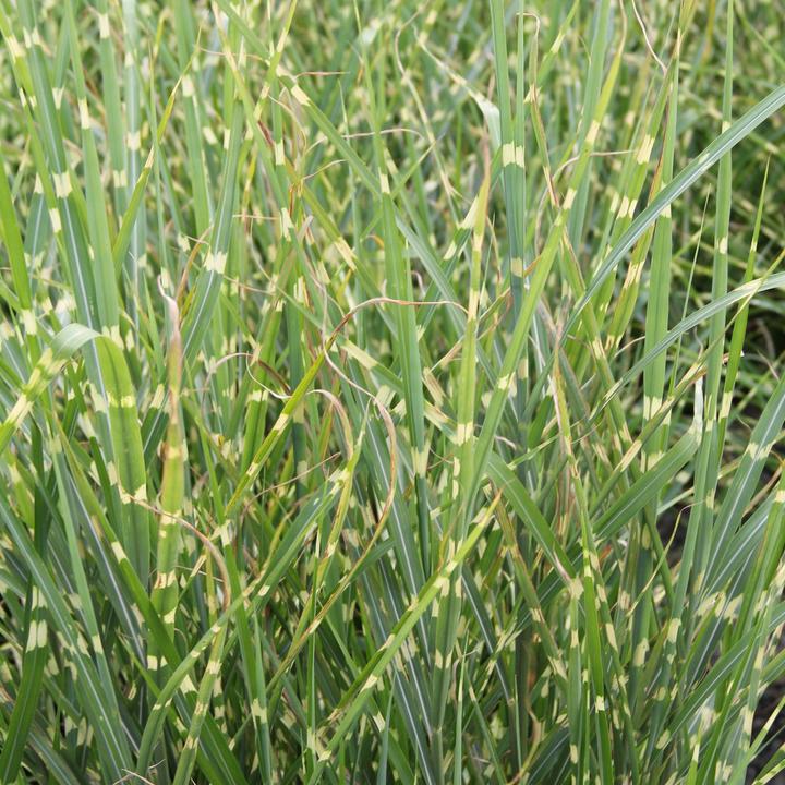 Produktbild Zulauf Chinaschilf / Miscanthus si. Zebrinus (50 cm)