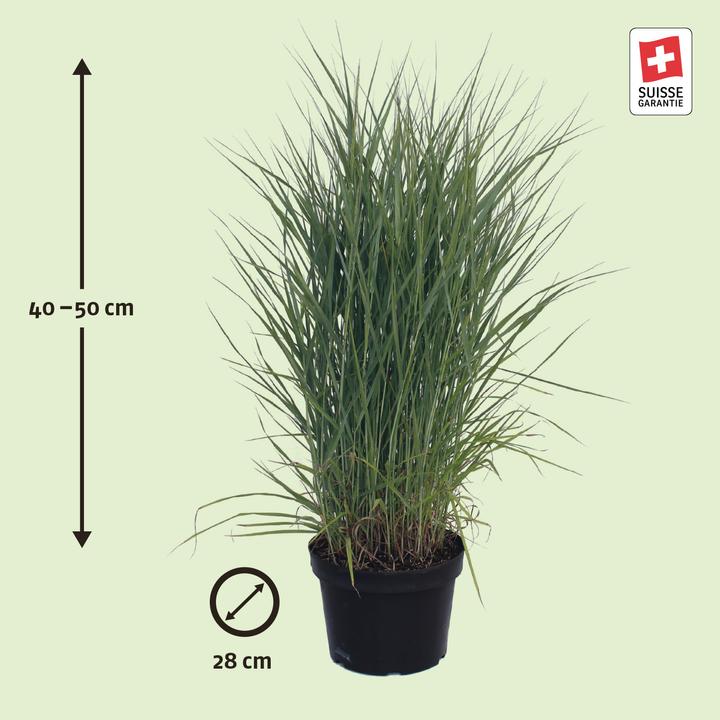 Immagine prodotto Zulauf Rutenhirse / Panicum virgatum Prairie Sky (40 cm)