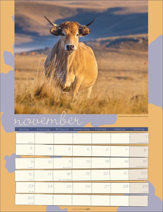 Actual product image Kuh Kalender 2026 (30 x 39 cm, German)