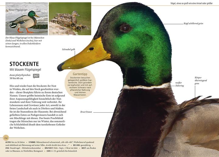 Produktbild Kosmos Gartenvögel lebensgross (Deutsch, Daniela Strauß, 2024)