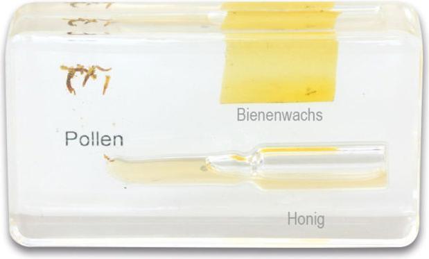 Produktbild Betzold Lebenszyklus Honigbiene, Kunstglasblöcke