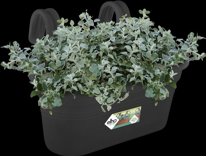 Produktbild Elho Easy Hanger Green Basics (26.30 cm)