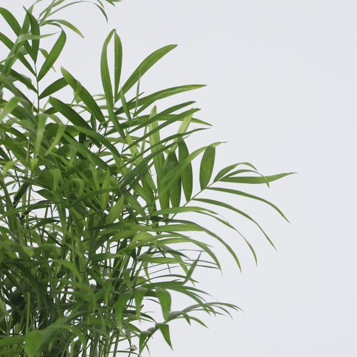 Produktbild Plant in a Box Chamaedorea elegans - Bergpalme - 2er-Set (50 cm)