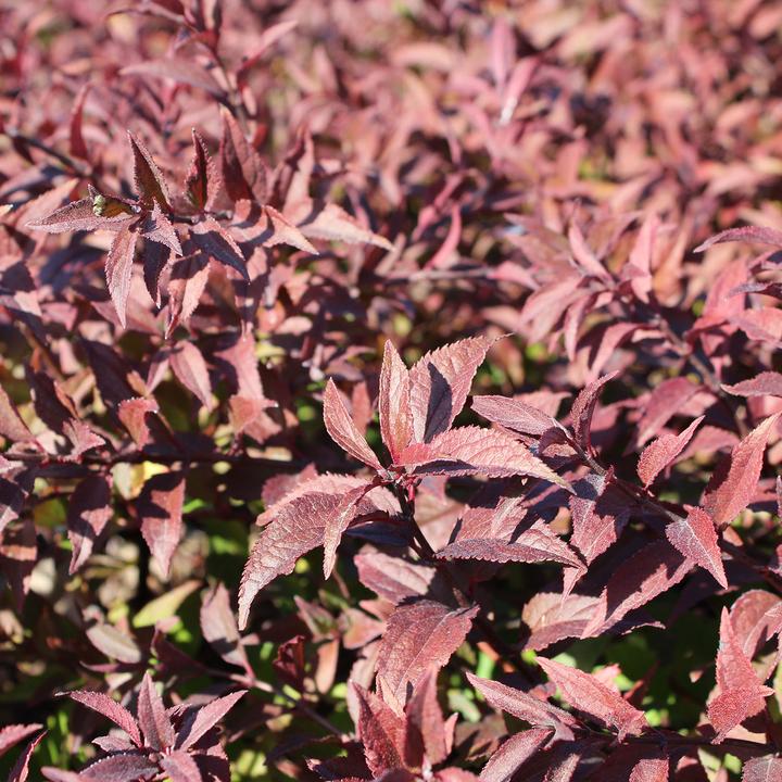 Produktbild Zulauf Deutzie / Deutzia 'Yuki Cherry Blossom'® (30 cm)