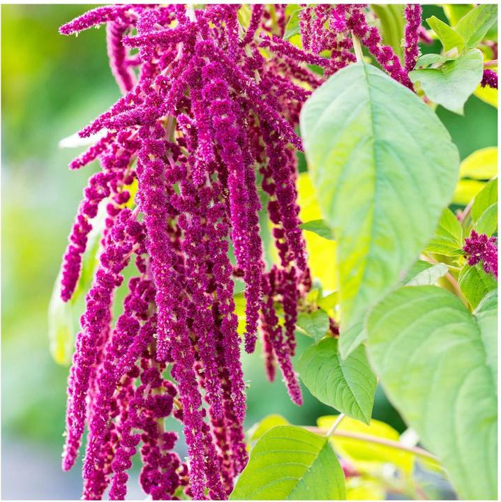 Actual product image Rausch Repair Conditioner with Amaranth (150 ml)