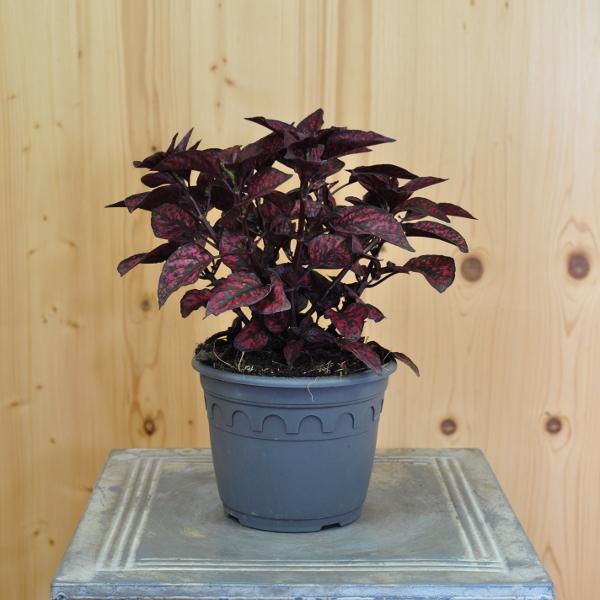 Produktbild Säntispracht 3 er Set, Trend-Blattschmuckpflanze - Die Punktblume - Hypoestes phyllostachya Hippo Red (60 cm)