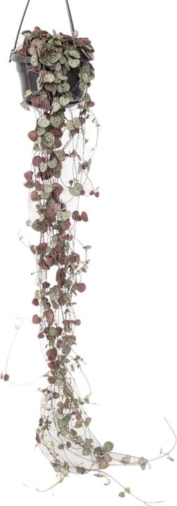 Actual product image Plant in a Box Ceropegia linearis Woodii - sinker chain heart leaf (30 cm)