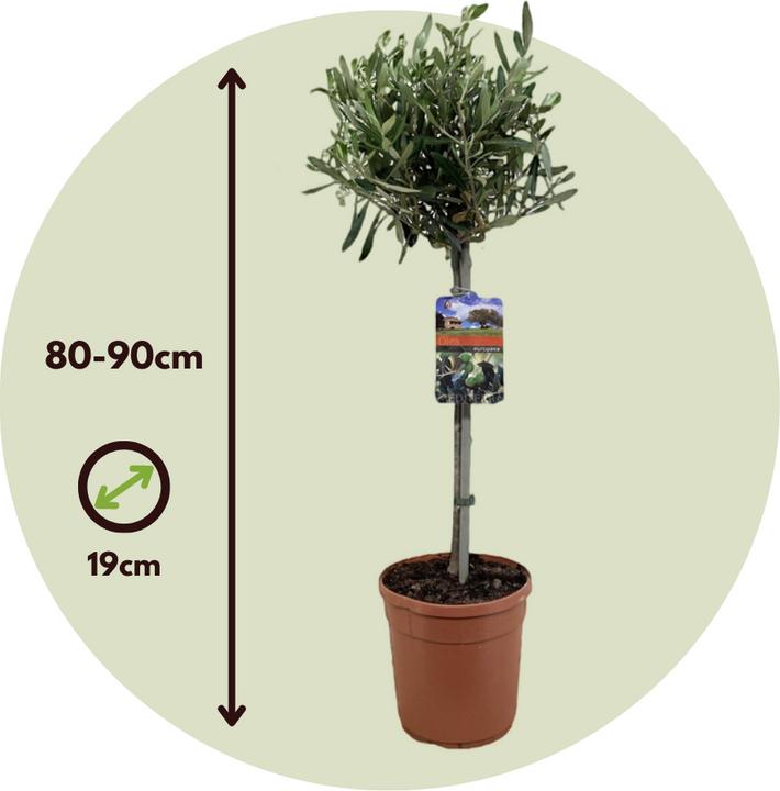 Produktbild Plant in a Box Olea Europaea - Olivenbaum (80 cm)