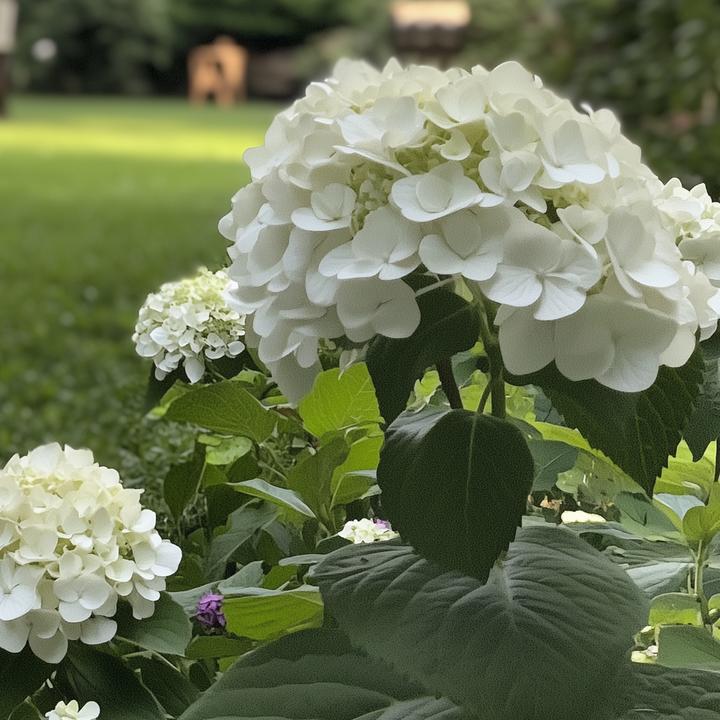 Produktbild Plant in a Box Hydrangea Strong Annabelle - 3er Set Hortensien (30 cm)