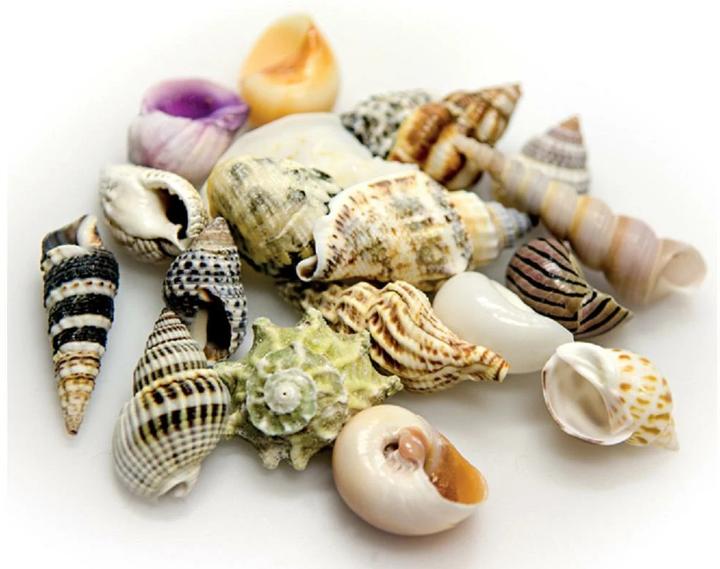 Immagine prodotto Hobby Set di conchiglie da decorazione, S, 20 pezzi (altre voci)