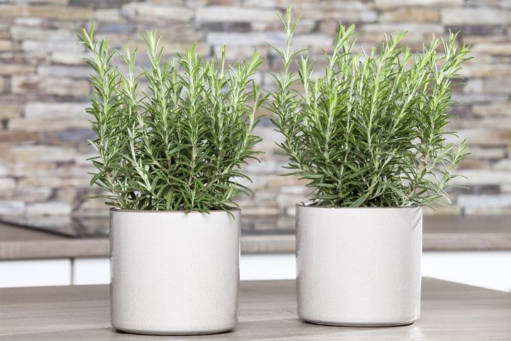 Actual product image rosemary