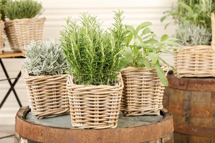 Actual product image rosemary