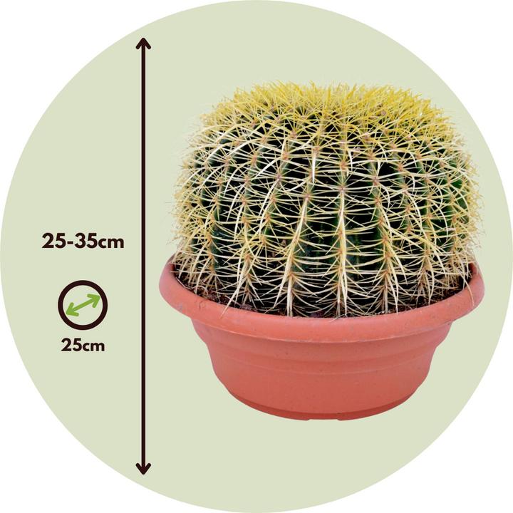 Actual product image Plant in a Box Echinocactus grusonii - Golden globe cactus (25 cm)