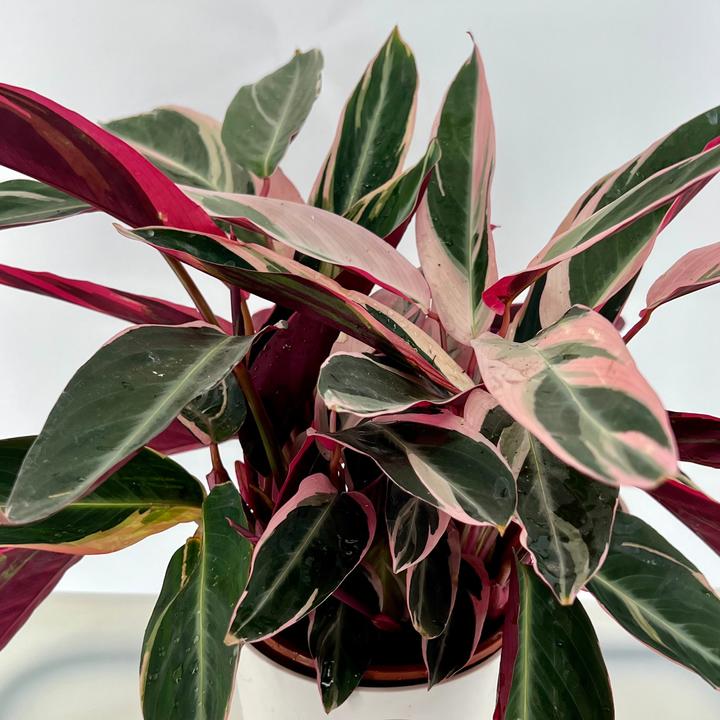 Actual product image Mahaloplants Stromanthe Sanguinea (45 cm)