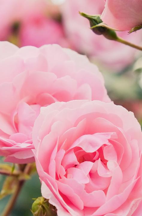 Actual product image Khadi Rose (210 ml, Liquid shampoo)