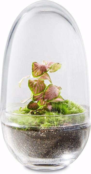 Produktbild Green Bubble DIY-Flaschengarten, Pflanzen im Glas: Egg Bubble, small (14 cm)