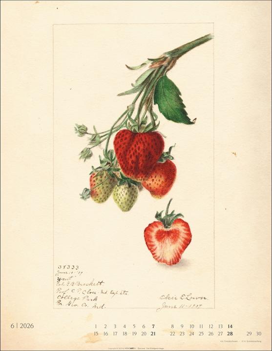 Actual product image Alte Sorten Kalender 2026 (34 x 44 cm, Hardcover, German)