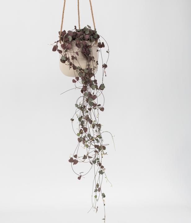 Actual product image Plant in a Box Ceropegia linearis Woodii - sinker chain heart leaf (30 cm)