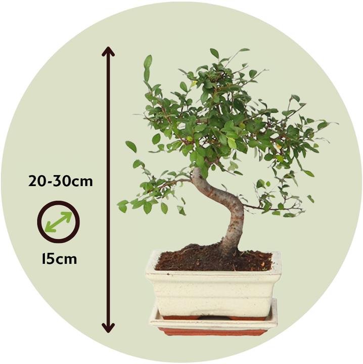 Actual product image Plant in a Box Zelkova serrata - Bonsaibaume (25 cm)