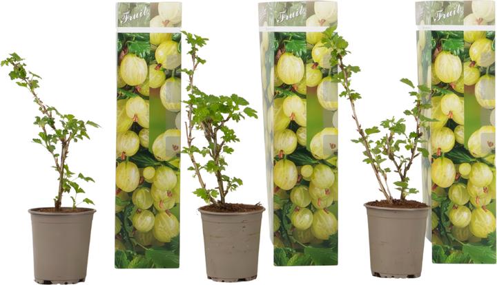 Produktbild Plant in a Box Ribes uva- crispa 'Kruisbes' - Stachelbeere (25 cm)