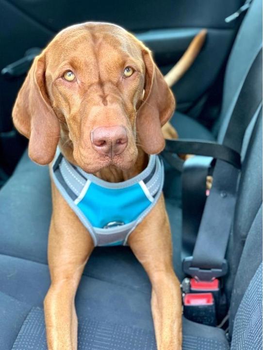 Image du produit Henry Wag Harnais pour chien Voyage (L, Chien, Général)