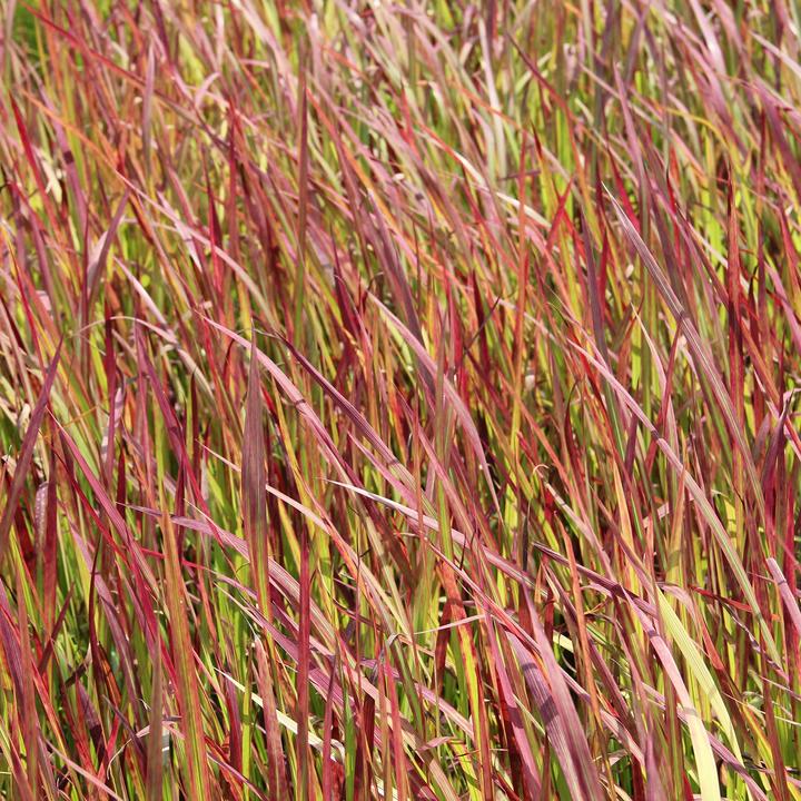 Produktbild Zulauf Blutgras / Imperata cylindrica 'Red Baron' (30 cm)