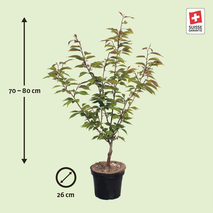 Produktbild Zulauf Jap. Nelken-Kirsche / Prunus serr. 'Kanzan' (80 cm)