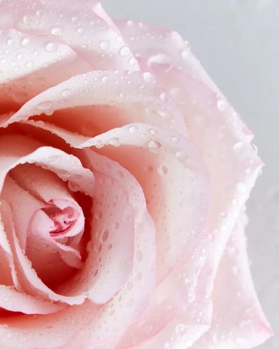 Actual product image NIVEA Rose Water Cleansing Wipes (Cleaning cloths)