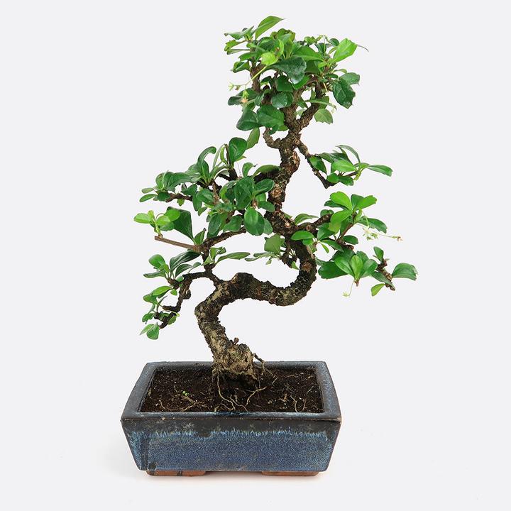 Produktbild Bonsai.ch Carmona Fukientee (30 cm)
