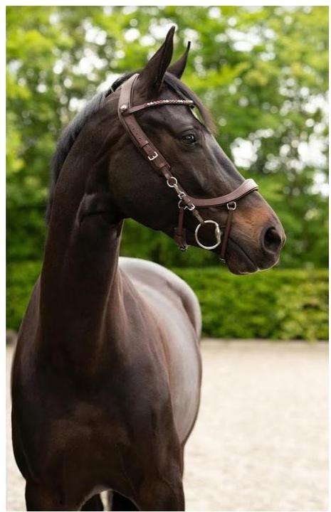 Actual product image Pres Teq Zaum FaySport