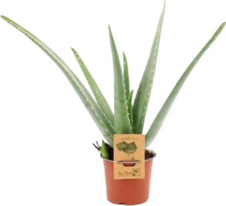 Actual product image Plantlovers Aloe Vera (Echte Aloe) (45 cm, Freshly repotted)