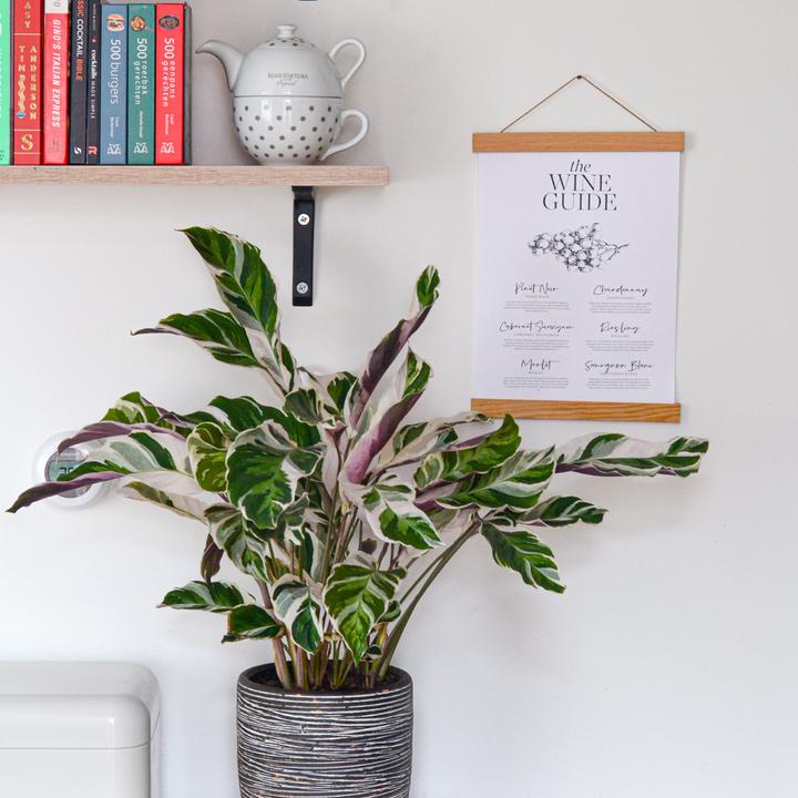 Produktbild Plant in a Box Calathea Lietzei “White Fusion” - 2er Set Korbmaranthe (30 cm)
