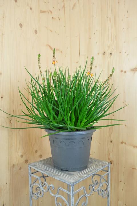 Image du produit Säntispracht La plante à queue de chat succulente - Bulbine frutescens 'Sunset Orange (40 cm)