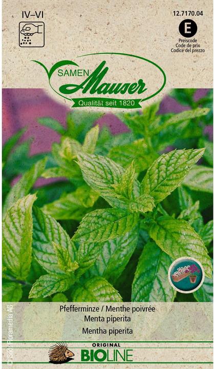 Produktbild Samen Mauser BIO Pfefferminze (Kräutersamen)