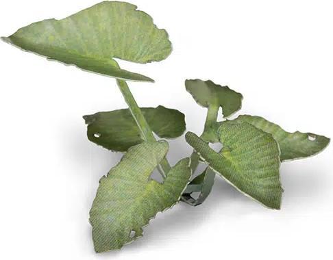 Actual product image Gamers Grass Laser Plants - Elephant Ear