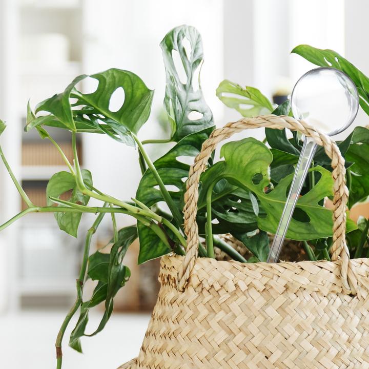 Produktbild Relaxdays 5x Bewässerungskugel (Bewässerungskugeln)
